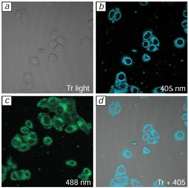 Confocal fluorescence microscopy images of HeLa cells incubated with compound 193a in PBS at 37 °C for 0.5 h: light field image (a); at λex = 405 nm with a 405 – 430 nm filter (b); at λex = 488 nm with a 488 – 600 nm filter (c); overlay of images (d). Reproduced from Belskaya and co-workers 79 with permission from Wiley.