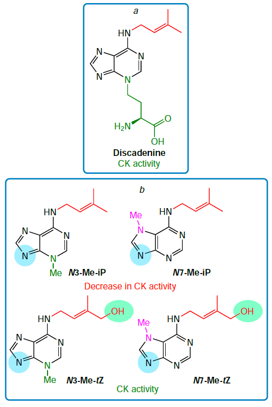 Cytokinin structures with an isoprenyl group at the N6 position and an additional substituent in the purine ring: discadenine isolated from a natural source (a), and the synthetic N3- and N7-methyl derivatives: N3-methyl, N6-isopentenyladenine (N3-Me-iP), N7-methyl-N6-isopentenyladenine (N7-Me-iP), N3-methyl-trans-zeatin (N3-Me-tZ), and N7-methyl-trans-zeatin (N7-Me-tZ) (b).