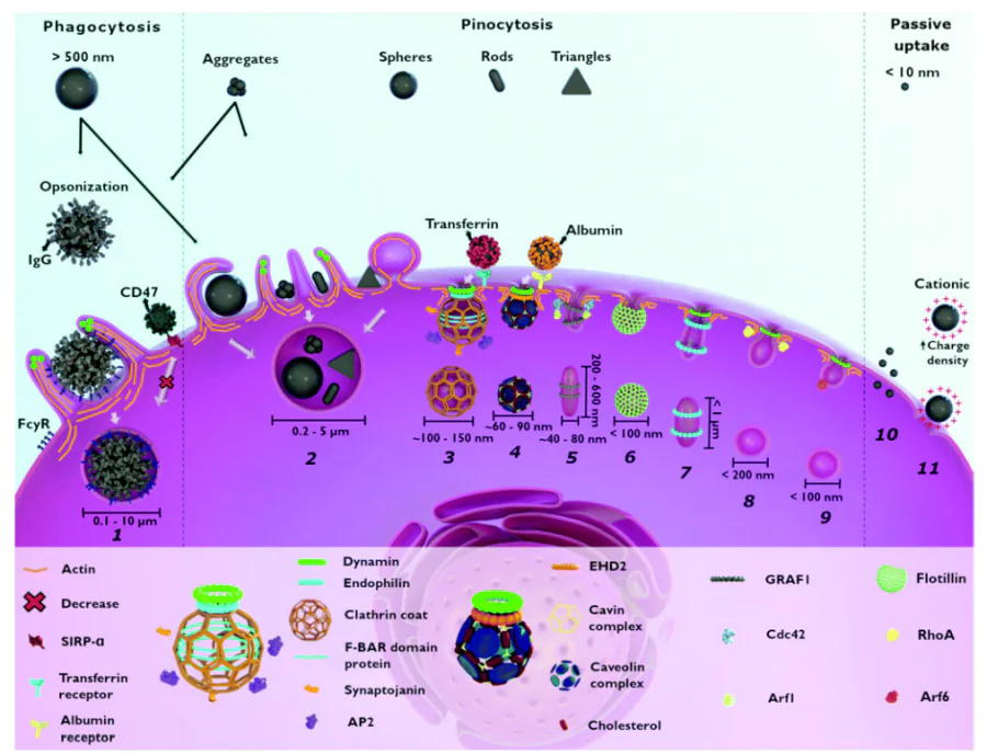 Possible mechanisms of cellular uptake of nanoparticles and quantum dots depending on the shape, size, charge and molecules attached to the surface. Phagocytosis (1) and macropinocytosis (2) for aggregates and large nanoparticles; different mechanisms of pinocytosis (2–9) depending on the shape and attached molecules; direct uptake (10) and pore formation (11) for nanoparticles either positively charged and/or less than 10 nm in size[717]. The picture is published according to the Creative Commons Attribution 3.0 Unported License.