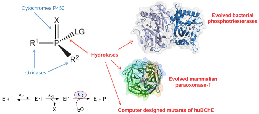 The principle of action of catalytic bioscavengers, enzymes that interact with OPC with a high turnover number [rate constant for the third step (k+3) &gt;&gt; 0], while stoichiometric bioscavengers irreversibly react with OPC (k+3 close to 0). I is OPC molecule, E · I is enzyme – substrate complex, X is the leaving moiety, EI' is intermediate, P is product