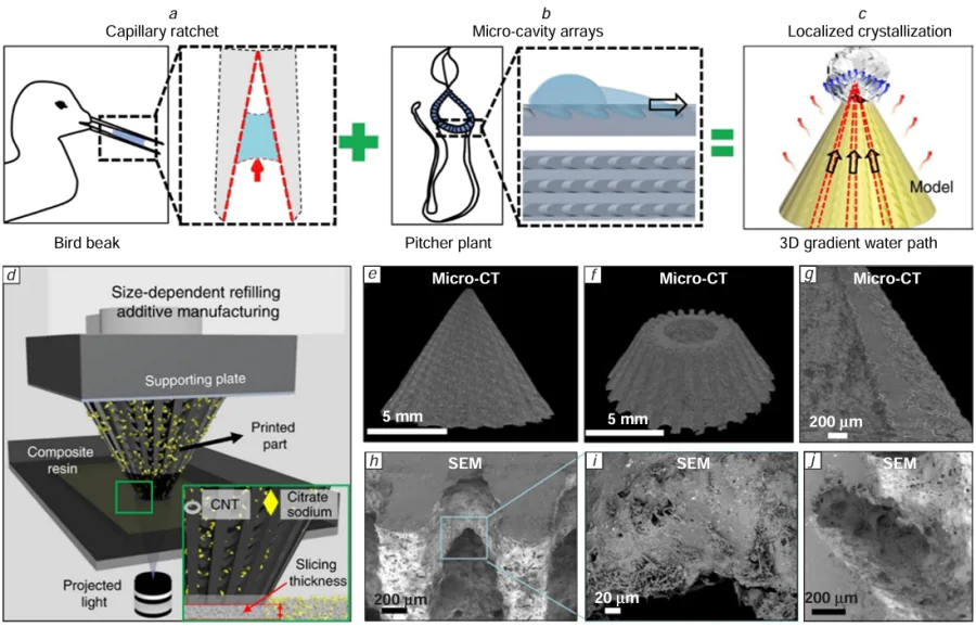 (a, b) A biomimetic 3D solar evaporator and its biological prototypes: (a) the capillary structure of a bird’s beak and (b) the surface of the peristome of a pitcher plant* (Nepentes alata). (c) Water movement gradient on the evaporator. (d) Schematic of the evaporative cone fabrication using DLP printing. (e – f ) Images of the finished evaporator obtained by micro-computed tomography (e, f, g) and SEM (h, i, j).203 © Springer Nature Ltd., 2020.