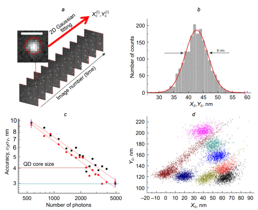 Localization nanoscopy with quantum dots. (a) Schematic representation of the quantum dot images processing for reconstruction of the coordinates of the luminescence centres. Example of a luminescent image of a single quantum dot. (b) Distribution of reconstructed coordinates for a fixed spatial position of single CdSe/ZnS QD. (c) Dependence of the accuracy of reconstruction of the X and Y coordinates of single QD on the number of photocounts[667]. (d) Example of optical nanotracking of a CdSe/ZnS quantum dot.