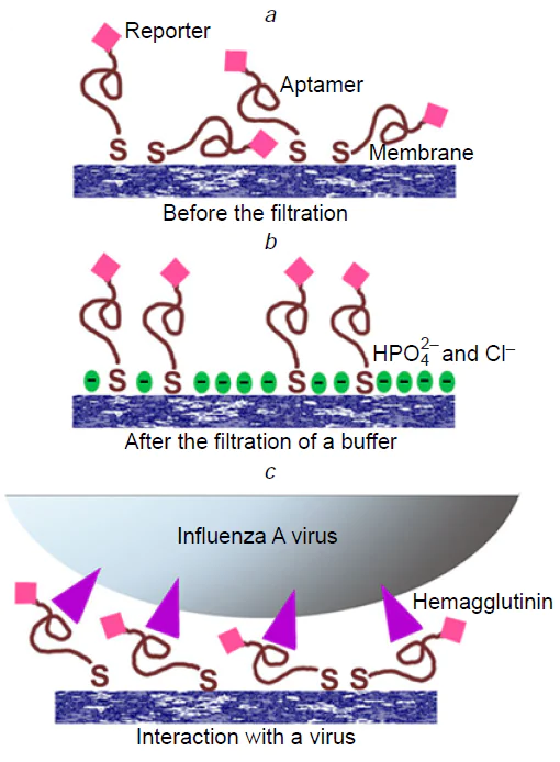 Mechanism of reporter reorientation during the performance of the SERS membrane. Random orientation of the aptamer with the reporter toward the surface (a); filtration of virus-free liquid (a buffer solution) modified the surface providing a negatively charged surface with increased distance between the reporter and the surface (b); during the filtration of the virus-containing solution, specific interactions between aptamers and viral particles occur orienting the reporter in the common manner near the surface (c). The Figure is adapted from Ref. 258 under the CC BY 4.0 license.