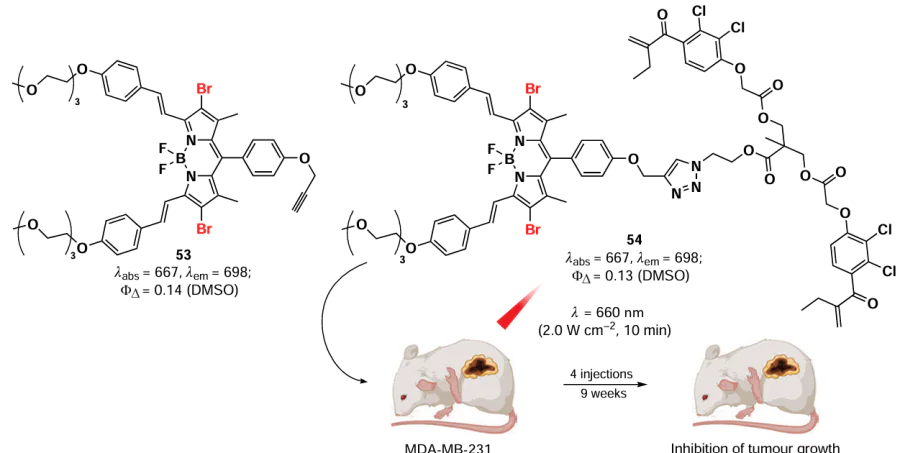 Structure of a PDT agent based on 2,6-dibromo-3,5-distyryl-BODIPY 53 and schematic representation of its in vivo action. The figure created by the authors based on the data of the publication132.