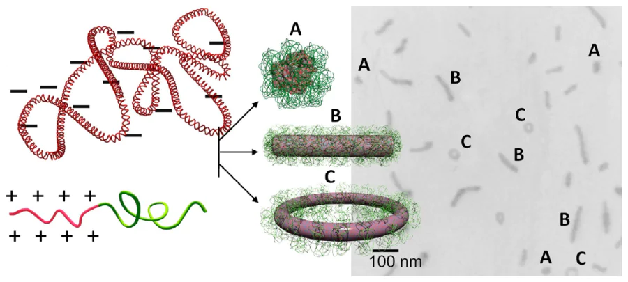 Morphology of polyplexes formed by pRSVLuc and mPEG-b-PAMAM copolymer259 and transmission electron microscopy (TEM) image confirming the morphology. Adapted from Osada et al.258 under the CC-BY 4.0 license.