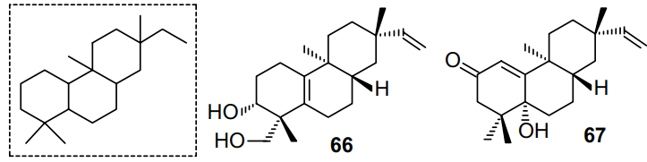 Rosane-type skeleton (in the frame) and structures of ent-rosane diterpenoids 66 and 67 isolated from Euphorbia milii.56