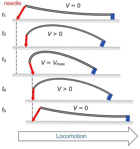 Schematic of the DEA inchworm locomotion. The Figure was prepared by the authors using original data from the study252