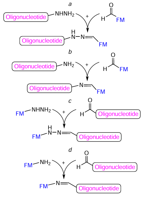 Schematic picture of the reaction pathways between oligonucleotides and FMs with aldehyde, amine, or hydrazine group