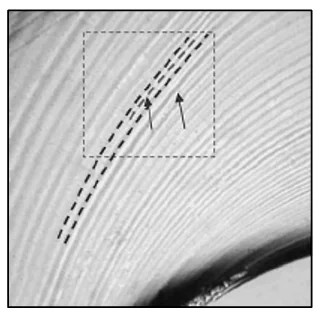 Photomicrograph (8×) of the spiral texture formed in a PIB melt at the periphery of the flow. The arrows indicate the zones of evident bifurcations.122 Reproduced with the permission of Springer Nature.