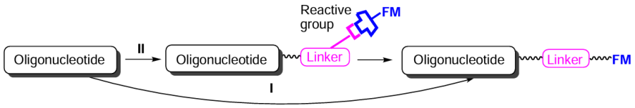 Direct (I) and indirect (II) methods for FM introduction into oligonucleotides