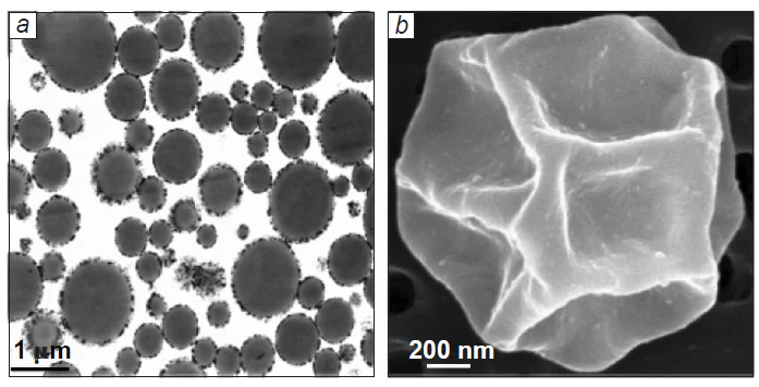 TEM image (a) and SEM image (b) of sodium polyglutamate microspheres formed at pH 7.4.11 Published with permission from the American Chemical Society.