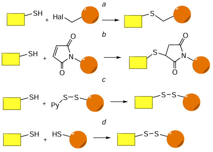 General schematic pictures of reactions involving SH groups. For explanations to Figs a – d, see the text.