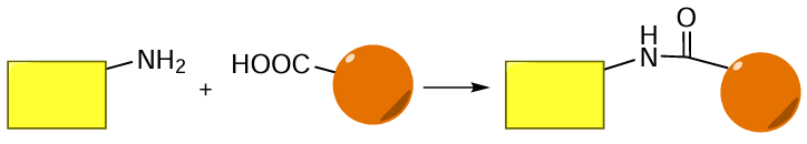 General schematic picture of the reaction between alkylamines and carboxylic acids to give amides. Here and below, the yellow rectangle and orange circle refer to the main oligonucleotide or FM moiety to which the group necessary for the reaction is attached.