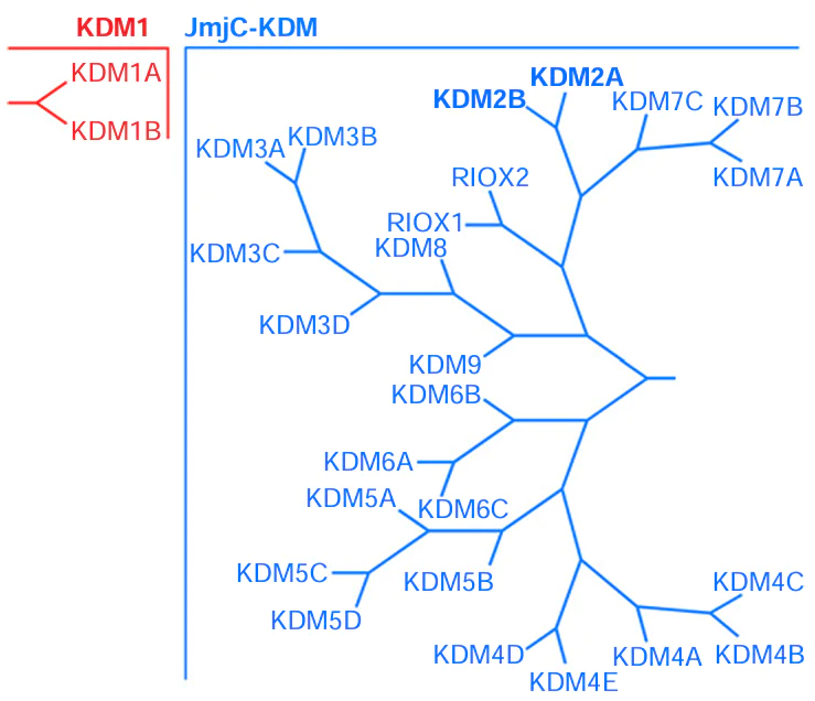 Phylogenetic tree of human KDM.13, 25 – 28