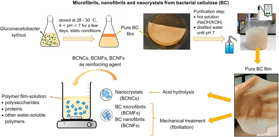 Steps for production of different types of BNC.69 Published with permission from Elsevier