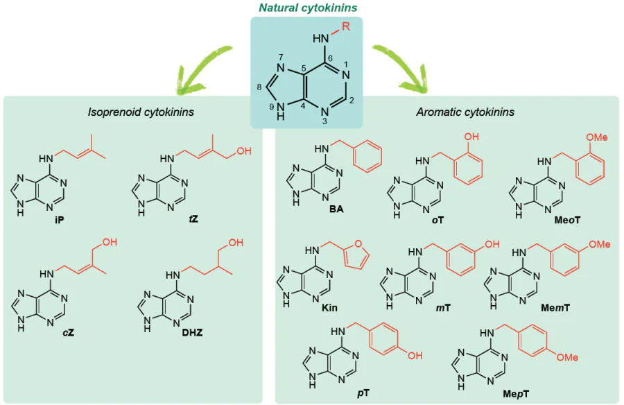 Structures of the active forms of natural cytokinins. The following abbreviations are used: iP is N6-isopentenyladenine, cZ is cis-zeatin, tZ is trans-zeatin, DHZ is dihydrozeatin; BA is N6-benzyladenine, oT is ortho-topoline, mT is meta-topoline, pT is para-topoline, MeoT is ortho-methoxytopoline, MemT is meta-methoxytopoline, MepT is para-methoxytopoline.