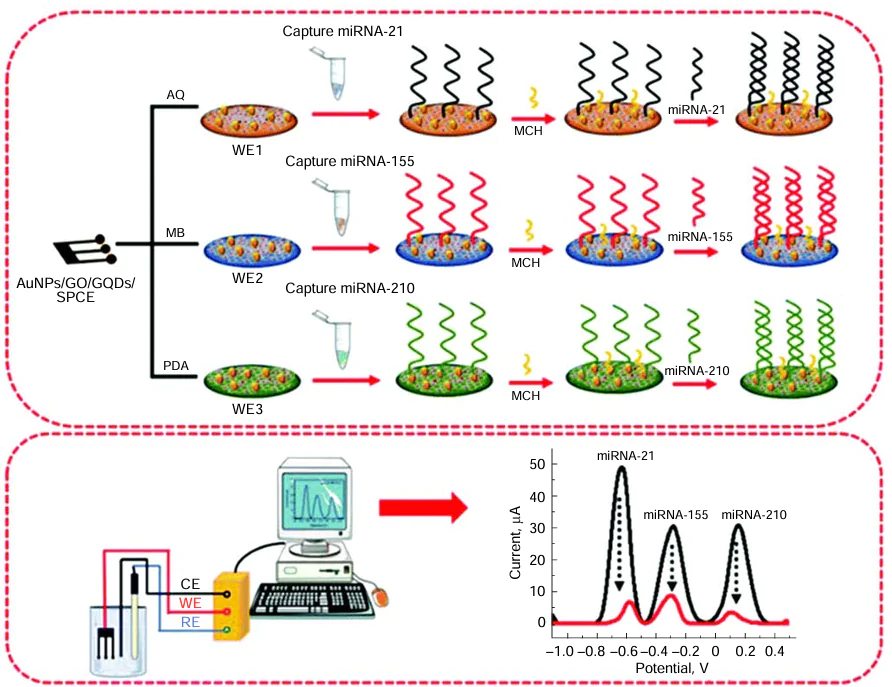 AuNPs/GO/GQDs-based biosensors for detecting miRNA-155, miRNA-210, and miRNA-21 breast cancer biomarker. Reproduced with permission from the Ref. 74. The electrochemical cell consisted of a working electrode (WE), counter electrode (CE), and reference electrode (RE). 6-Mercapto-1-hexanol (MCH) was used as a blocking agent to prevent nonspecific binding on the sensor surface.