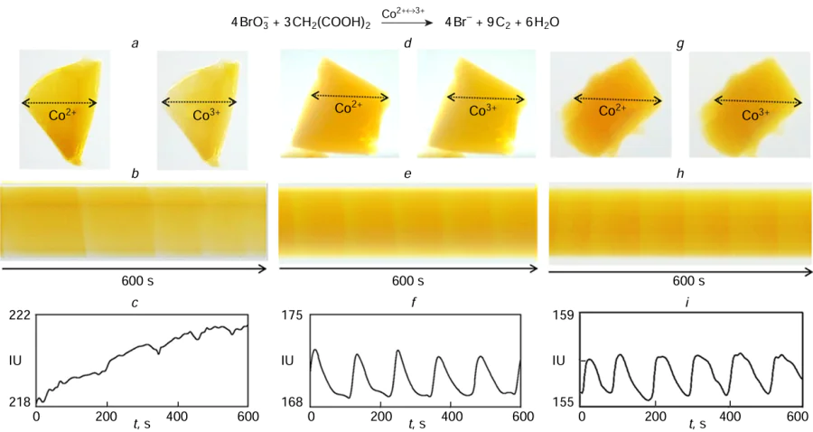 Diagrams of oscillation of pieces of gels 25, 26, and 27 in a CFBZ solution: (a, d, g) snapshots of pieces of gels 25, 26, and 27 in the reduced (left image) and oxidized (right image) states of cobalt complexes in the gels; (b, e, h) space – time diagrams for the pieces of gels 25, 26, and 27 drawn along the lines indicated by arrows (vertical yellow/orange stripes show the oxidized/reduced states of the cobalt complexes); (c, f, i) time dependences of the colour intensity of gels 25, 26, and 27. CFBZ solution: MA = 0.05 M, NaBrO3 = 0.1 M, H2SO4 = 0.5 M.97