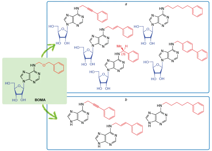 Structures of anticytokinins based on N6-substituted adenosines (a) and adenines (b).