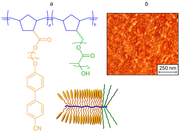 Formula and schematic representation of the structure of a block copolymer brush consisting of the PNB backbone with PLA and cyanobiphenyl side chains (a) and an AFM image of the film produced from this brush blended with 4-(hexyloxy)-4-biphenylcarbonitrile in a ratio of 1:1 with respect to LC side chains, which demonstrates the self-assembly to form cylindrical domains (b).38 Reproduced with the permission of American Chemical Society.