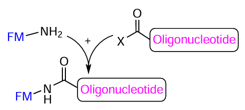 Schematic picture of the reaction of amino-FM with oligonucleotide containing an activated carboxyl group (Х is an activating group)