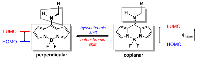 Differences in photophysical properties and molecular orbital energies of 8-amino-BODIPY rotamers. The figure created by the authors based on the publication194.