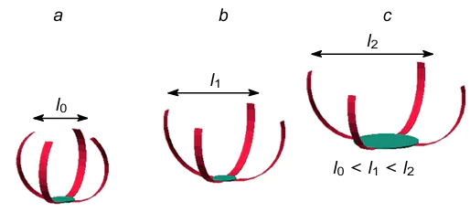 DEA gripper with an increased size of the gripper opening consisting of rollable DEAs (red) and a circular DEA (green) at the base of the DEA gripper: (a) non-actuated gripper; (b) gripper with the standard size of the gripper opening; (c) gripper with an increased size of the gripper opening, the circular DEA at the base is actuated. The Figure was prepared by the authors using original data from the study135