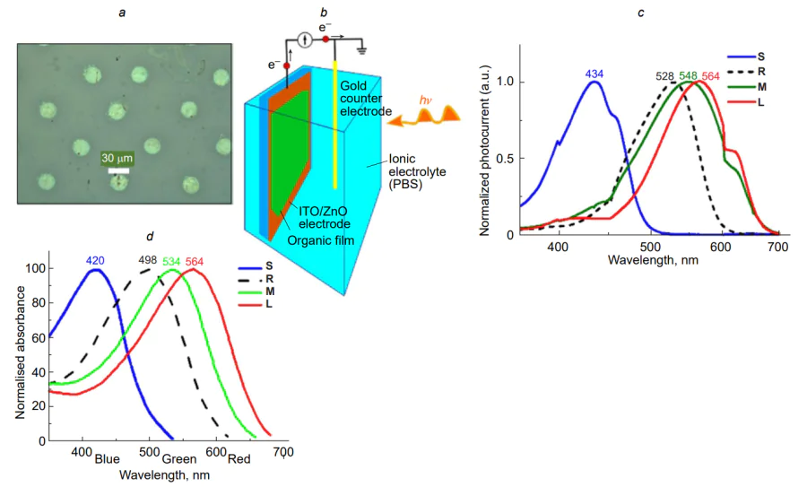 Inkjet-printed pixel array based on TPA-(2T-DCV-Hex)3 on glass ITO/ZnO support (ITO is indium-tin oxide) (a); the cell for photocurrent and photovoltage measurements (b); normalized photocurrent spectra of the films of the D–A oligomers S, R, M and L, respectively, spin coated on glass/ITO/ZnO supports, interfaced with an electrolyte (c); and normalized absorption spectra of human retinal photoreceptors (d)[1139].