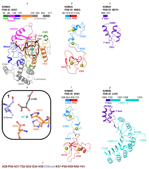 3D visualization of the crystal structures of KDM2 fragments: KDM2A complex with the histone peptide (PDB ID: 4QX7) in accordance with the protein domain architecture (a), arrangement of amino acid residues and 2-OG near NiII, which replaces endogenous FeII in the protein (PDB ID: 4QX7) (b), the amino acid sequence of the histone peptide (PDB ID: 4QX7) (c), and domain architectures and structures of KDM2A (PDB ID: 4BBQ, 6BYH) (d, e) and KDM2B (PDB ID: 4O64, 5JH5) (f, g). Here and in Figs. 4 – 7, 9: the digits 1 – 5 in the upper left corners of the boxes designate the same images with different magnifications.32