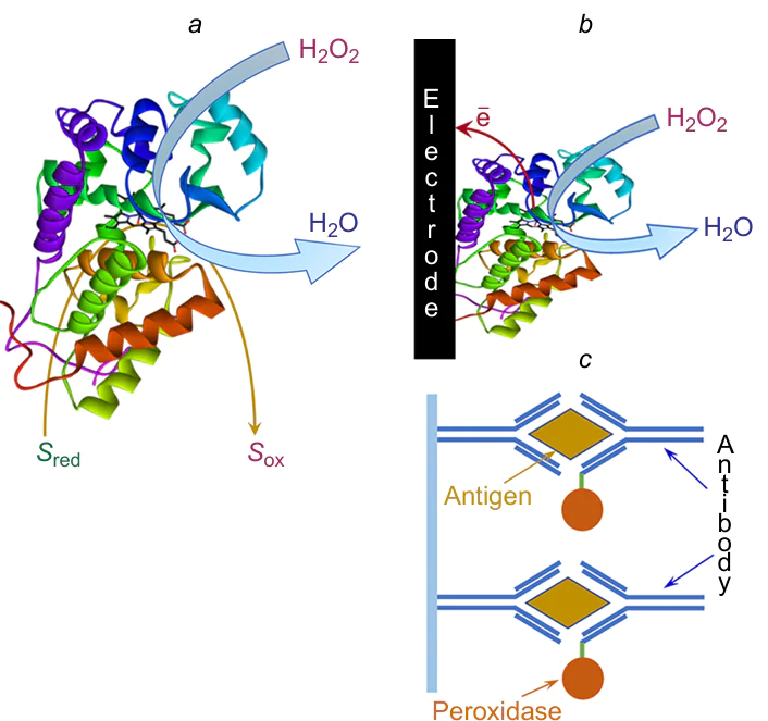 (a) Peroxidase scheme of action (Sred and Sox are reduced and oxidized forms of the second substrate); applications of this enzyme in direct bioelectrocatalysis (b) and sandwich immunoassay (c).